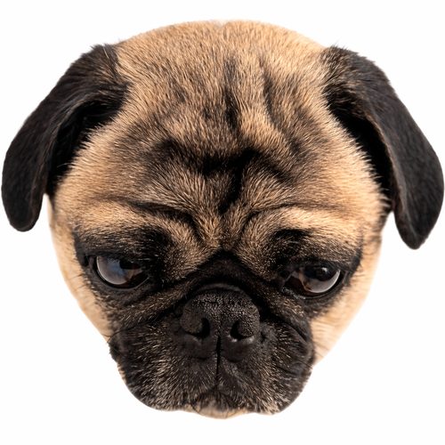 Max the pug